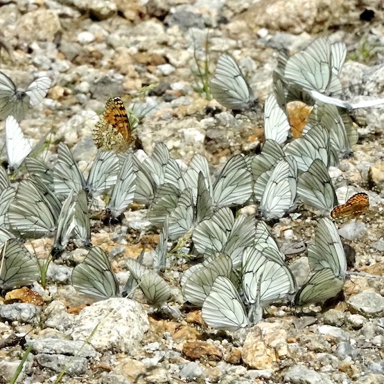 black-veined white